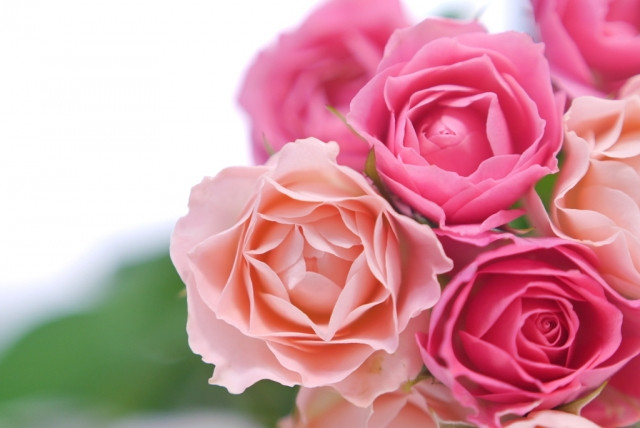 素敵なプロポーズの贈り物をするならバラの花がおすすめ～バラの花束のジンクス～